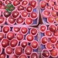 chinese fuji apple price fresh apple exporter